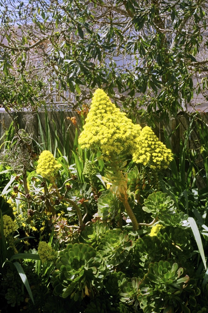 General Store / SF Maria Snell